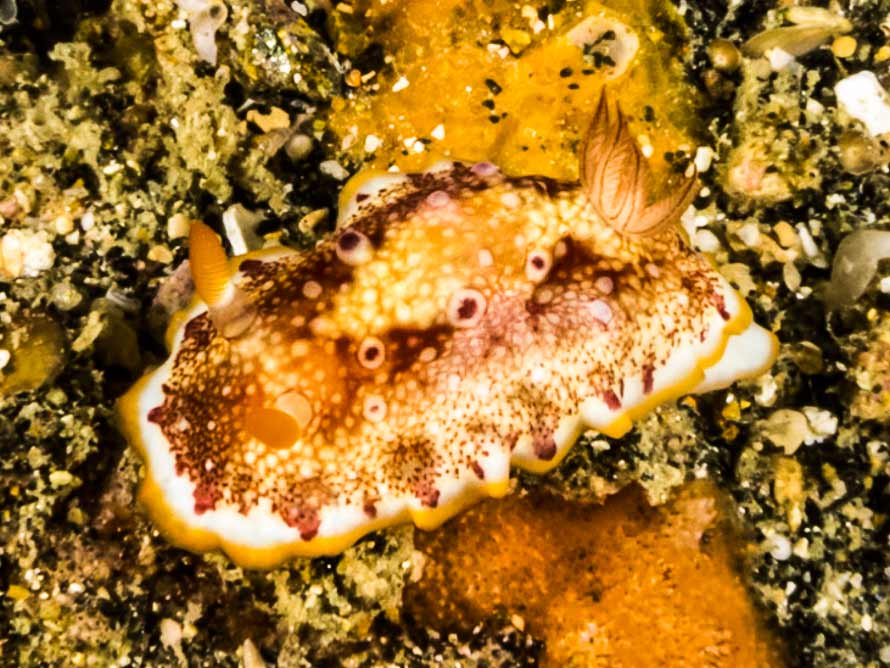 Goniobranchus sp. 1